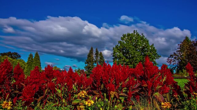 Vibrant red celosia flowers blooming in lush garden under fast moving clouds on sunny day.