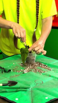 Potting Houseplant With Fresh Prepared Soil Mix