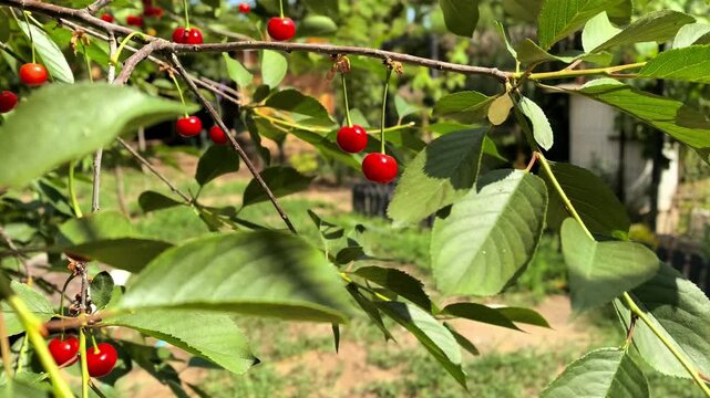 Ripe Red Cherries Growing On Leafy Tree Branch