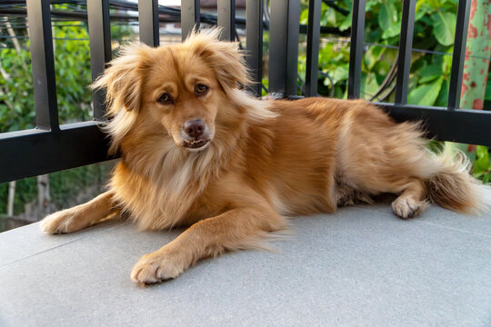 Cute fluffy brown mixed-breed dog lying on an outdoor balcony showing a funny underbite with its bottom teeth, looking directly at the camera.