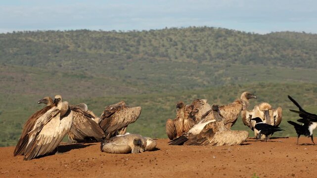A group of white-backed vultures (Gyps africanus) resting on the ground with pied crows, South Africa