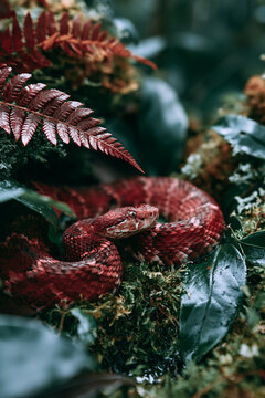 Red Snake Nestled Beside Tropical Flowers Revealing Intense Colorful Scales Natural Camouflage And Exotic Rainforest Wildlife Beauty