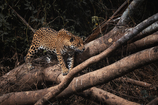 Jaguar - Panthera onca, beautiful large cat from South American forests, Pantanal, Brazil.
