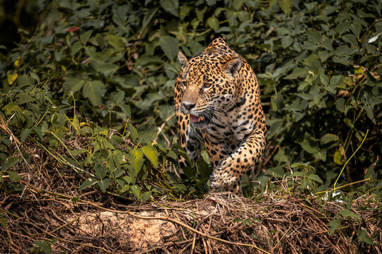 Jaguar - Panthera onca, beautiful large cat from South American forests, Pantanal, Brazil.