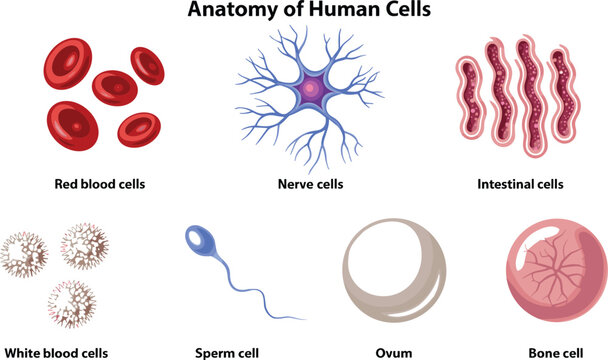 Anatomy of human cells educational collection featuring red blood cells, nerve cells, intestinal cells, white blood cells, sperm, ovum, and bone cell vector illustration