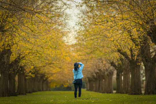 Landscape view of a woman walking beneath a golden auturum tree tunnel framed by arching branches of old elm trees in Camperdown, Victoria, Australia