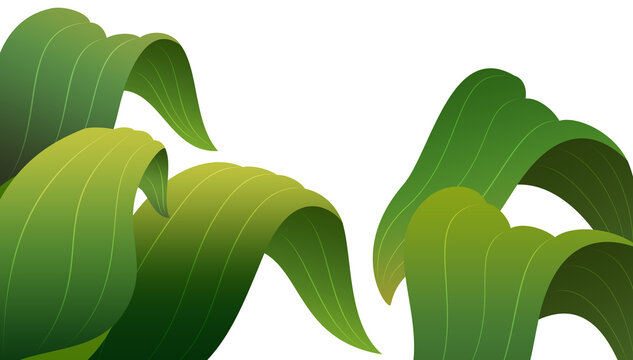 Wide grass leaf background asset for image compositing. Transparent background.