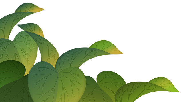 Wide grass leaf background asset for image compositing. Transparent background.