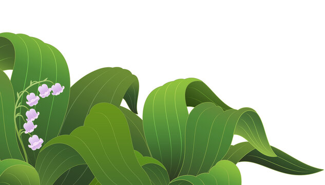 Wide grass leaf background asset for image compositing. Transparent background.