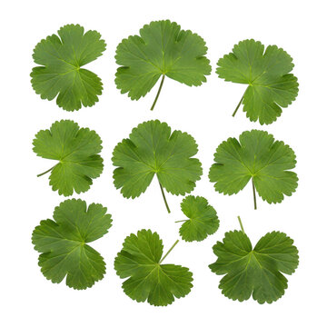 A collection of vibrant green shamrock leaves arranged in a circular pattern