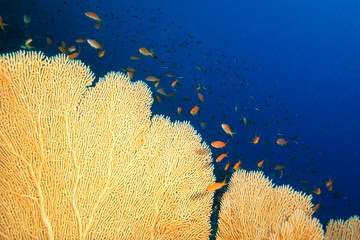 Giant fan coral reefs. Sea Fan with schooling of fish. Giant Gorgonian Sea Fan Coral. Branching Gorgonia Octocorals are Invertebrate Marine Animal. Underwater View of Scuba Diver and Giant Sea Fanon  © osman