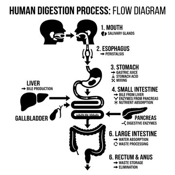 Educational human digestive system flow diagram