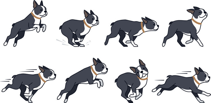 Boston terrier dog vector character set featuring cute black and white puppy walking running jumping leaping and playing in various active dynamic motion poses