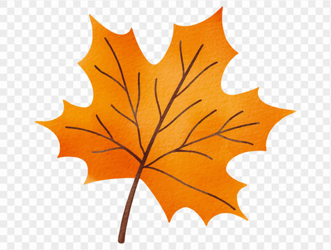Watercolor orange maple leaf autumn botanical illustration Vector.