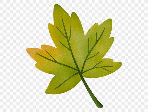 Watercolor green maple leaf botanical illustration Vector.
