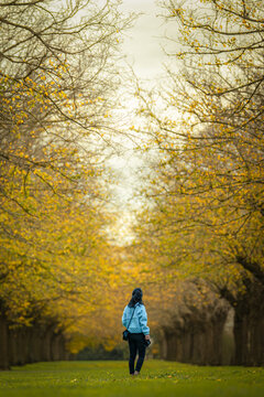 Landscape view of a woman walking beneath a golden auturum tree tunnel framed by arching branches of old elm trees in Camperdown, Victoria, Australia