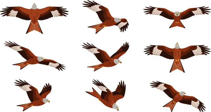 Red kite bird flying vector illustration set showcasing beautiful birds of prey in various dynamic flight poses soaring gliding diving and hunting isolated on white background