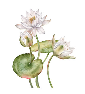 Watercolor illustration with delicate White Water Lilies with soft pink-tipped petals, budding flowers, and large, rounded green lily pads. Hand drawn illustration chinese water lily or lotus
