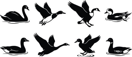 Black silhouette vector set of swans, ducks, and geese in flying and swimming posesBlack silhouette vector set of swans, ducks, and geese in flying and swimming poses © MSTMASUMA