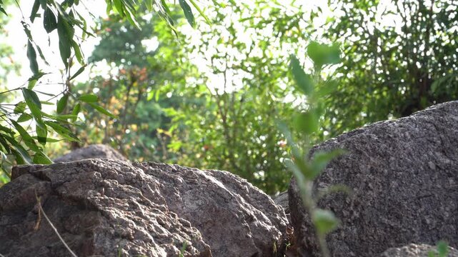 Slow zoom-out of granite rocks beneath lush green trees along the Ken River in Panna, Madhya Pradesh, India with natural forest scenery.