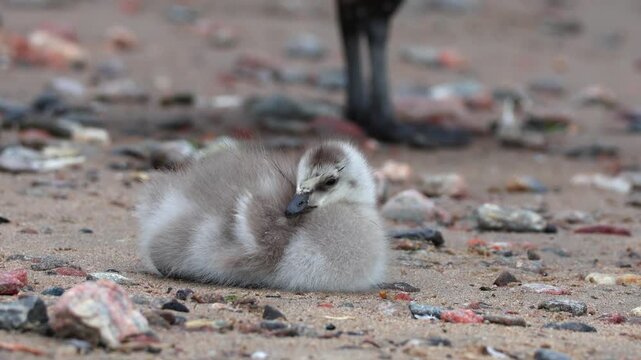 Fluffy barnacle goose chicks. The shot was taken in natural morning light and captures an atmosphere of care, warmth, and the harmony of the wild