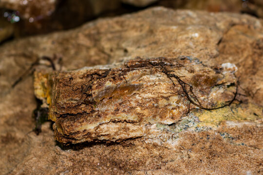 Silicified layer embedded in limestone rock, showcasing unique chalcedony replacement within sedimentary stone found submerged in a natural stream bed, geological specimen, close-up texture detail