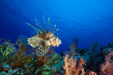 A lionfish on a coral reef. A lionfish on the reef. A lionfish swimming against a blue background. A colorful coral reef and a lionfish. Egyptian coral reefs. © osman