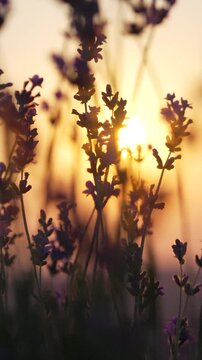 Lavender flowers sunset peaceful meadow nature scenery captured in soft golden light providing a serene and romantic atmosphere for creative projects