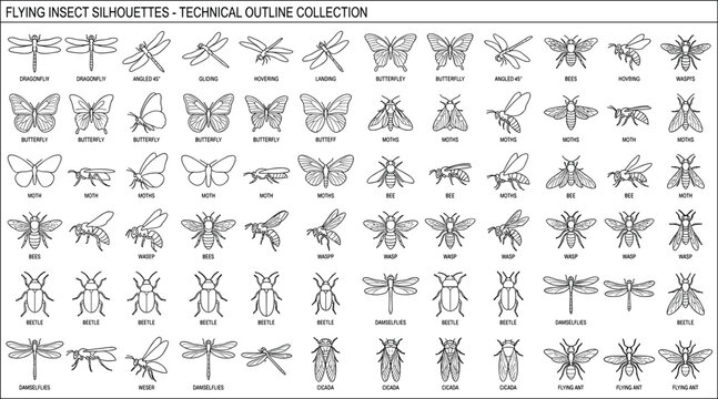 Flying Insect Silhouettes Technical Outline Collection Featuring Dragonflies Butterflies Bees Wasps Moths Beetles Damselflies Cicadas and Flying Ants