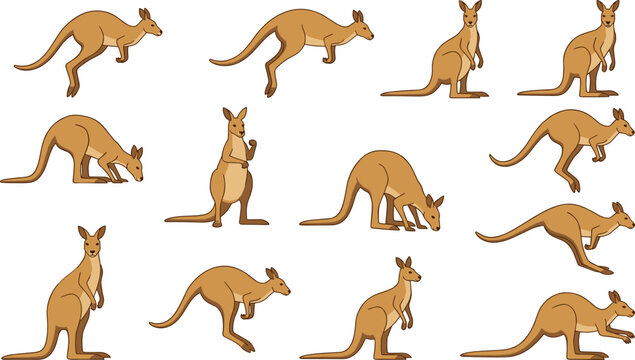 Realistic red kangaroo vector illustration set showcasing australian wildlife animals in various natural active poses hopping jumping bounding grazing standing isolated on white background
