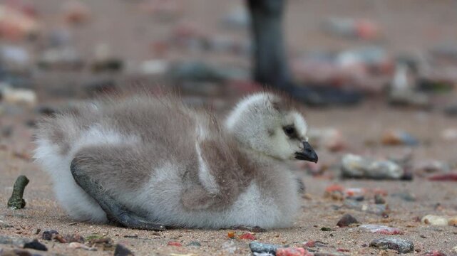 Fluffy barnacle goose chicks captured in slow motion. The shot was taken in natural morning light and conveys an atmosphere of care, warmth, and the harmony of the wild.