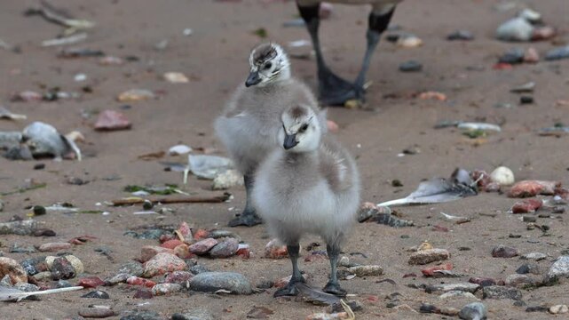Fluffy barnacle goose chicks captured in slow motion. The shot was taken in natural morning light and conveys an atmosphere of care, warmth, and the harmony of the wild.