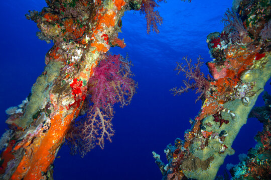 shipwrecks in Egypt. Schools of fish at the Carnatic wreck. Shipwreck SS Carnatic, scuba diver on ship wreck, Hurghada, Shaab Abu Nuhas Reef, Carnatic Wreck, Red Sea, Egypt, Africa