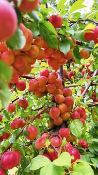Ripe mirabelle plums growing on tree branches in orchard