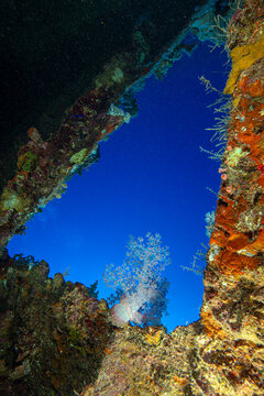 shipwrecks in Egypt. Schools of fish at the Carnatic wreck. Shipwreck SS Carnatic, scuba diver on ship wreck, Hurghada, Shaab Abu Nuhas Reef, Carnatic Wreck, Red Sea, Egypt, Africa