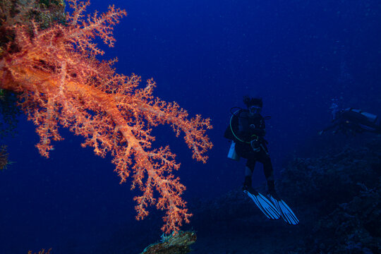shipwrecks in Egypt. Schools of fish at the Carnatic wreck. Shipwreck SS Carnatic, scuba diver on ship wreck, Hurghada, Shaab Abu Nuhas Reef, Carnatic Wreck, Red Sea, Egypt, Africa