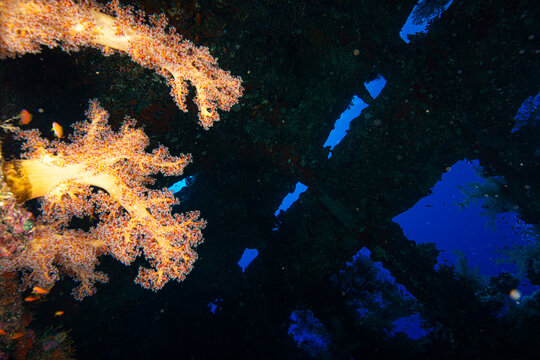 shipwrecks in Egypt. Schools of fish at the Carnatic wreck. Shipwreck SS Carnatic, scuba diver on ship wreck, Hurghada, Shaab Abu Nuhas Reef, Carnatic Wreck, Red Sea, Egypt, Africa