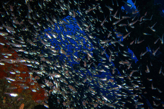 shipwrecks in Egypt. Schools of fish at the Carnatic wreck. Shipwreck SS Carnatic, scuba diver on ship wreck, Hurghada, Shaab Abu Nuhas Reef, Carnatic Wreck, Red Sea, Egypt, Africa