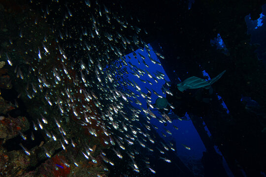 shipwrecks in Egypt. Schools of fish at the Carnatic wreck. Shipwreck SS Carnatic, scuba diver on ship wreck, Hurghada, Shaab Abu Nuhas Reef, Carnatic Wreck, Red Sea, Egypt, Africa