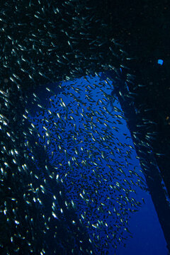 shipwrecks in Egypt. Schools of fish at the Carnatic wreck. Shipwreck SS Carnatic, scuba diver on ship wreck, Hurghada, Shaab Abu Nuhas Reef, Carnatic Wreck, Red Sea, Egypt, Africa
