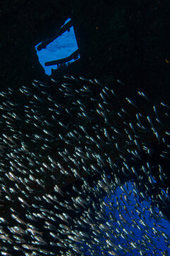 shipwrecks in Egypt. Schools of fish at the Carnatic wreck. Shipwreck SS Carnatic, scuba diver on ship wreck, Hurghada, Shaab Abu Nuhas Reef, Carnatic Wreck, Red Sea, Egypt, Africa