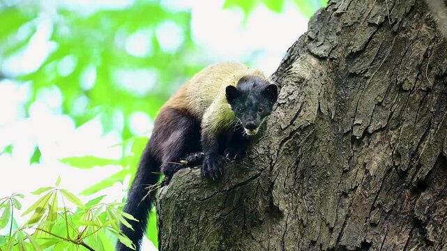 A Yellow-throated Marten (Martes flavigula) investigates a hollow tree while searching for insects or hidden prey in its natural forest habitat.