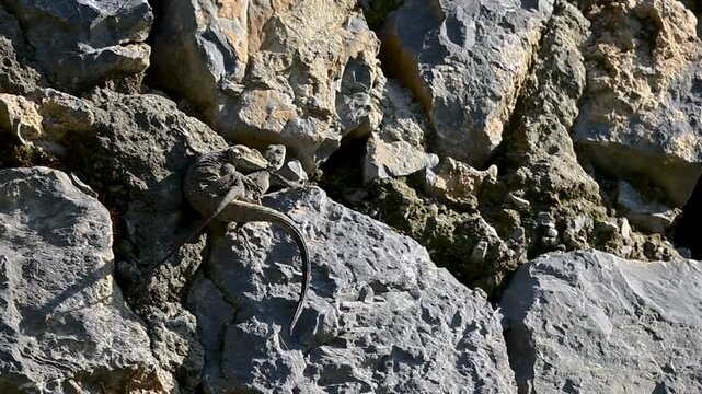 Close-up view of two Rock Agama lizards during courtship and mating on a natural stone formation.
