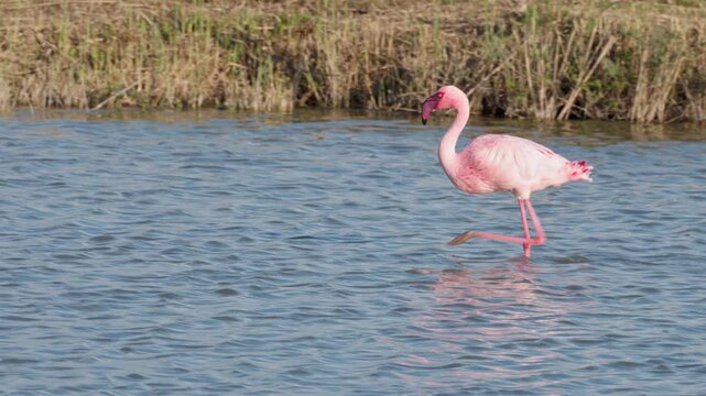 A slow-motion shot of a lesser flamingo strutting through the shallow water in the evening light of the French Camargue, shaking its head. The water is rippled by the wind.