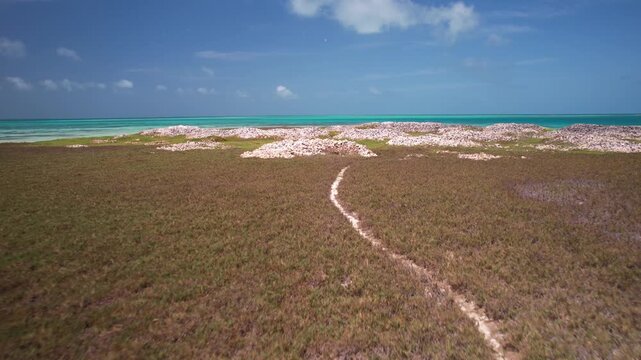 Low-altitude aerial drone view extensive Queen Conch shell piles scattered across remote tropical island in Los Roques National Park, Venezuela. contrast between marine heritage and pristine island