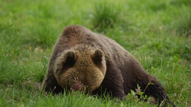 Eurasian brown bear forages while lying down in green meadow, chewing food and raising head to look left. Slow motion wildlife behavior, natural habitat, close view.