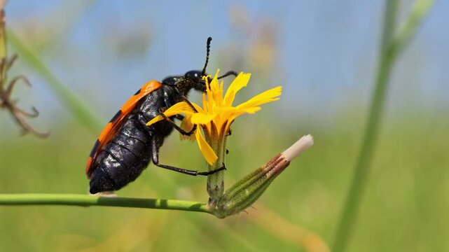 Close-up of black-and-orange beetle feeding on yellow flower