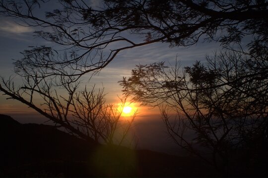 Golden sunset over mountain horizon through silhouetted tree branches, warm atmospheric lighting, peaceful nature landscape.