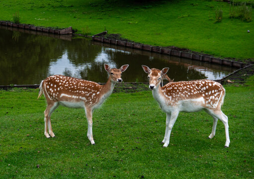 Two female fallow deer, Dama dama, stand alert on a green meadow beside a calm pond. Their reddish-brown summer coats covered with white spots create an attractive wildlife portrait associated with he