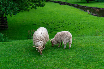 Two Hungarian Racka sheep, Ovis aries, graze on a lush hillside meadow. Their coarse cream fleece and distinctive spiral horns identify this rare heritage breed associated with traditional shepherding © Volha